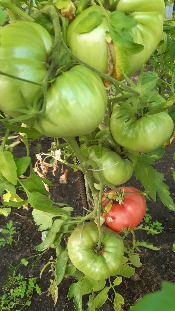 ХЕЛЕН НЕМЕЦКИЙ - ОБЗОР СОРТА смотреть онлайн