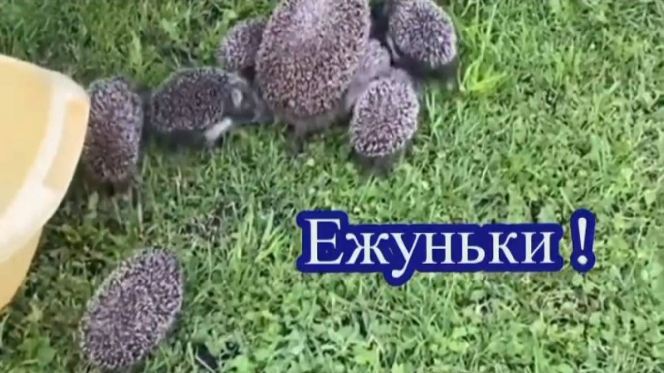 Ежуньки!🦔🦔🦔 смотреть онлайн