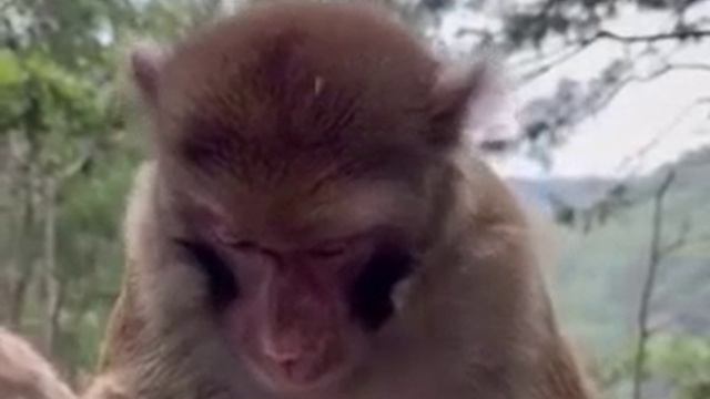 Сам ешь смотреть онлайн