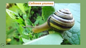 Полосатая улитка садовая цепея австрийская. 04.07.2025