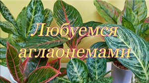 Любуемся аглаонемами Новая версия