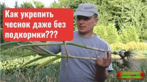 Укрупняем чеснок даже БЕЗ подкормки!!