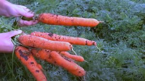 ДВЕ ПОДКОРМКИ МОРКОВИ В ИЮЛЕ: Как вырастить крупную и сладкую морковь. Простые советы и секреты