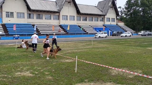 РАБОЧИЙ СУКИ / КЧК ИРКУТСК 5 июля`25 О.Тимофеева Моно немецких овчарок
