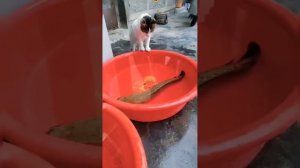 Котовое. Пугательное рыбовое