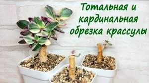 Тотальная и кардинальная обрезка денежного дерева