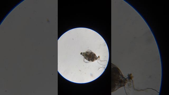 что-то из рода Дафний 2