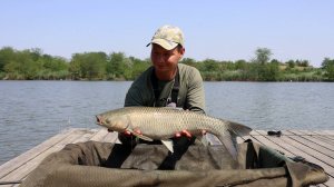 Рыбалка на флэт фидер, ловля сазана и амура