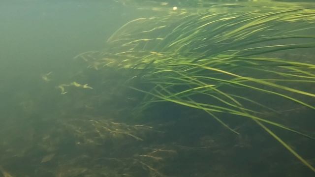 Лето на СапБордах 
Московская область р.Северка