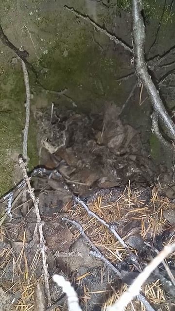 Показываю нору Бурундука