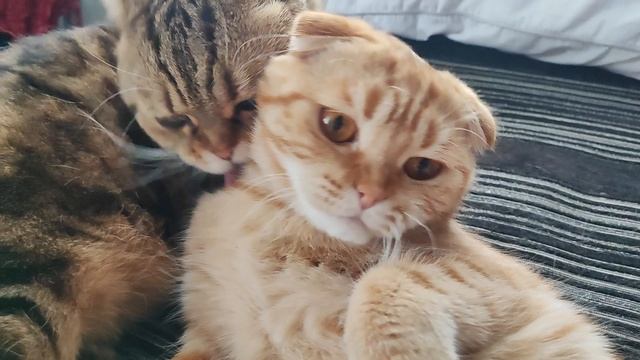 лялька смотреть онлайн