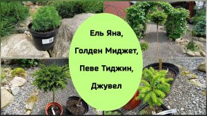 Ель  Яна, Голден Миджет, Певе Тиджин, Джувел.