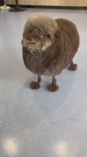 🤣Приколюхи с🐶🐱