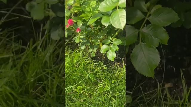 ТЕРАПИЯ#СИМФОНИЯ ВНУТРЕННЕГО МИРА: ПРАКТИКА «СОЗЕРЦАНИЕ КРАСОТЫ»