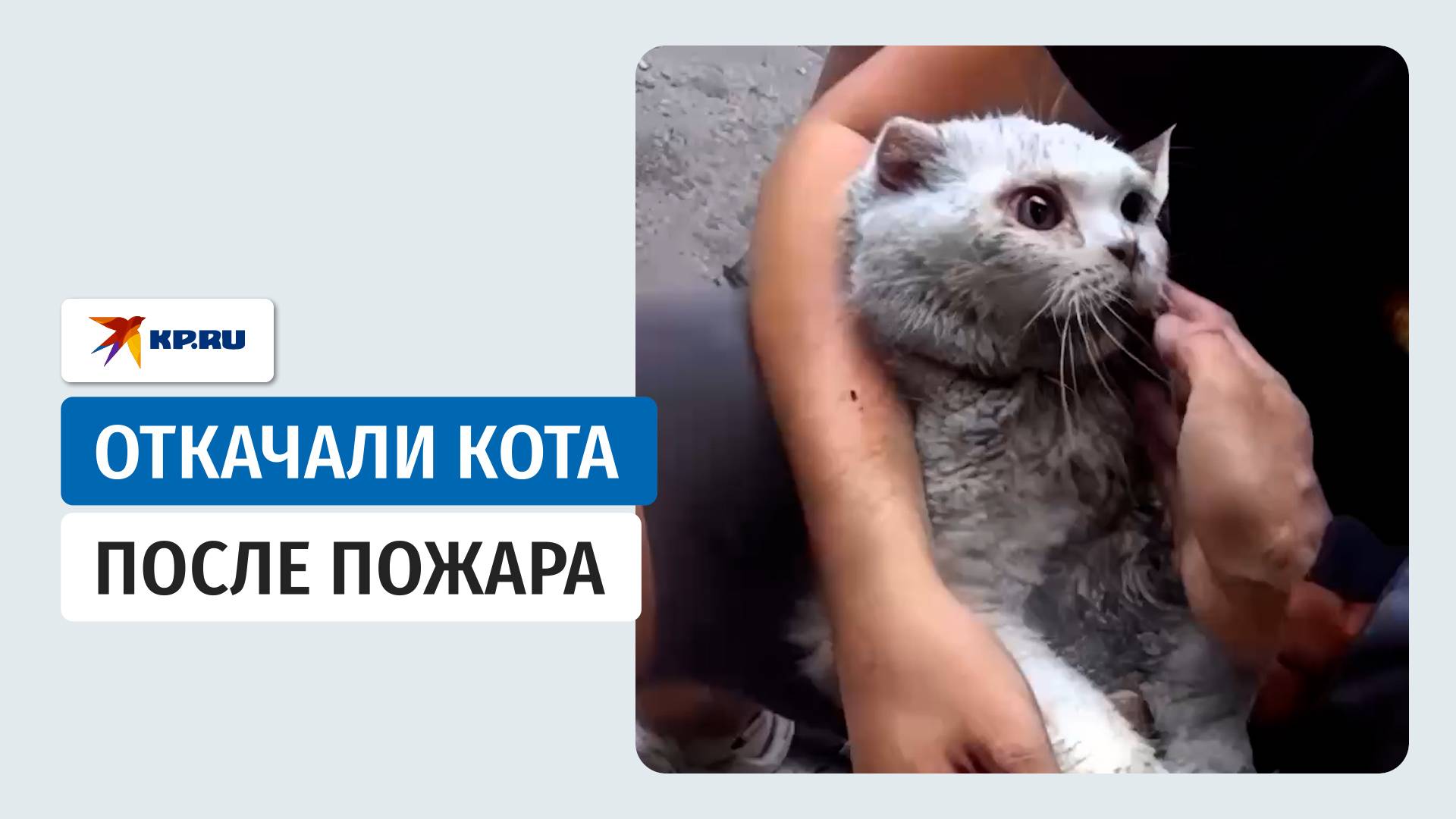 Сотрудники МЧС России вернули к жизни кота после пожара в Чебоксарах смотреть онлайн