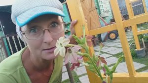 Видео привет с 6 соток 10 июля 2025 года.