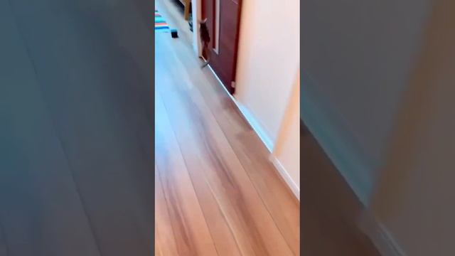 эта прелесть называется Галаго😍 смотреть онлайн