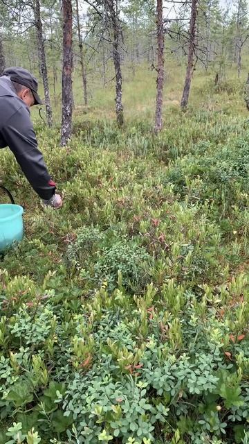 За морошкой
#рассада #теплица #томаты #огород #деревенскийблог #домвдеревне смотреть онлайн