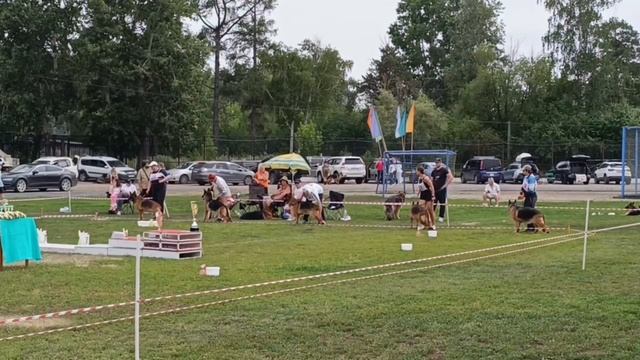 РАБОЧИЙ СУКИ / КЧК ИРКУТСК 5 июля`25 О.Тимофеева Моно немецких овчарок