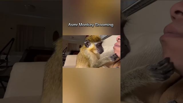 ASMR Monkey