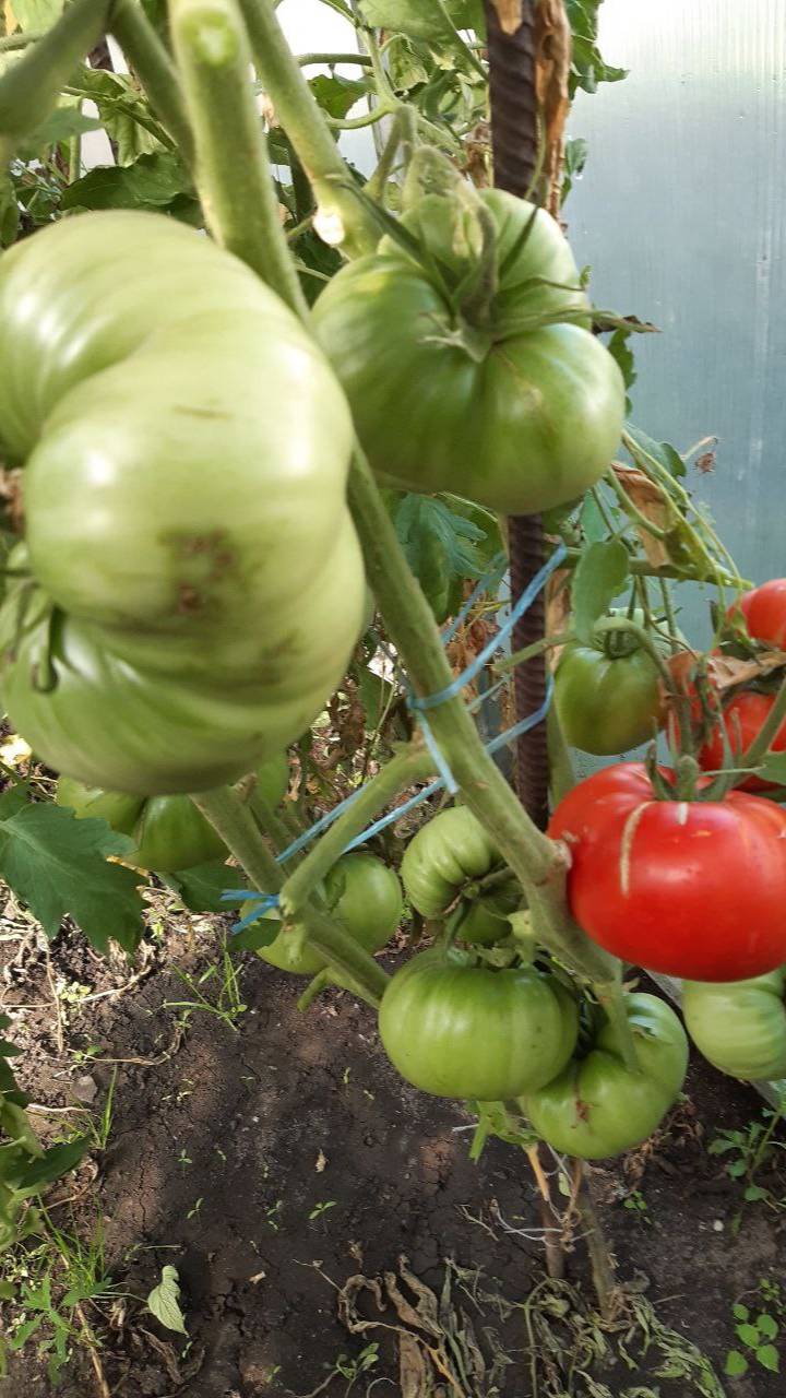 ТОМАТ НЕЖНОСТЬ смотреть онлайн