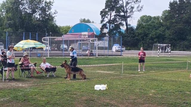 ЮНИОРЫ КОБЕЛИ / КЧК ИРКУТСК 5 июля`25 О.Тимофеева Моно немецких овчарок