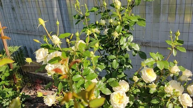 Роза плетистая Эльф. смотреть онлайн