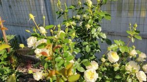 Роза плетистая Эльф.