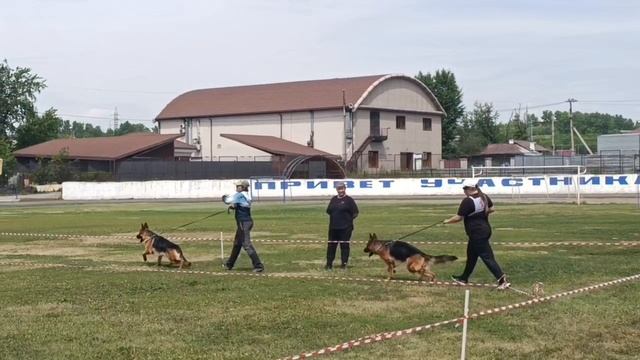 ЮНИОРЫ КОБЕЛИ / КЧК ИРКУТСК 5 июля`25 О.Тимофеева Моно немецких овчарок