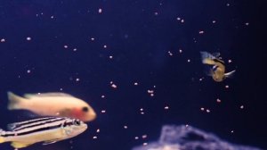 Аквариум Pawgether серии COOKE, WI-FI, фильтр, LED-лампа и автокормушка