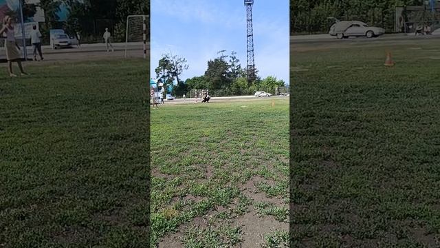 1 Отл. КЧК Licht Stern BRADFORD +++ №31. КЧК ИРКУТСК 5 июля`25 Моно немецких овчарок