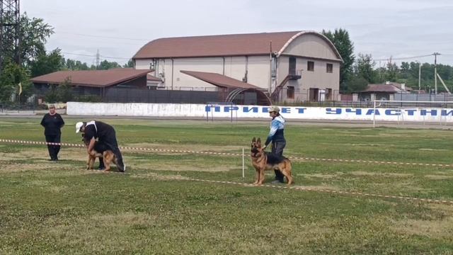 ЮНИОРЫ КОБЕЛИ / КЧК ИРКУТСК 5 июля`25 О.Тимофеева Моно немецких овчарок