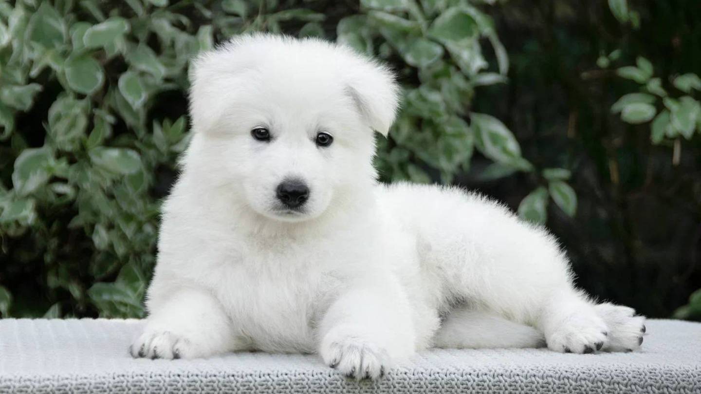 76 помет, X-3 IZBB. Компания мальчиков: Зеленый, Синий, Салатовый