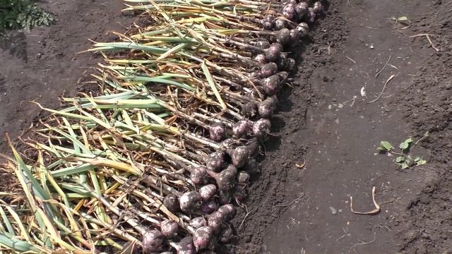 Урожайность чеснока