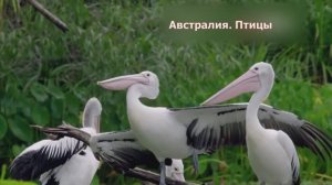 Австралия. Птицы на водоемах. Документальный фильм