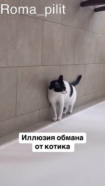 #кот #прикол #смех #юмор смотреть онлайн