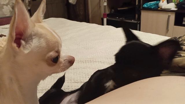 Сонная Луна