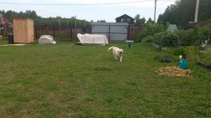 Жизнь в деревне . Новый житель у нас с Мартиным , Стройка дома продолжается