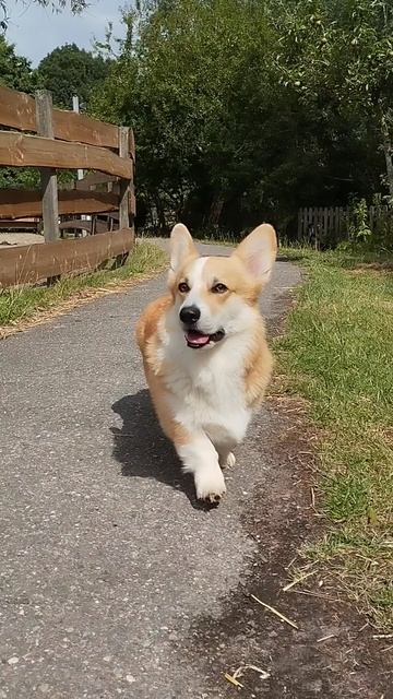 Очаровательный корги🥰🐶