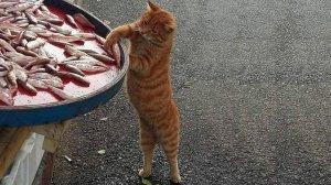 Самые смешные животные ⧸ Приколы с котами и собаками 2025 #5