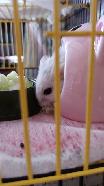 Просто Чипик😥 Которого не стало😥