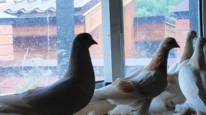 15.07.2025г Голуби Василия Васильевича г.Подольск Московская область!!!