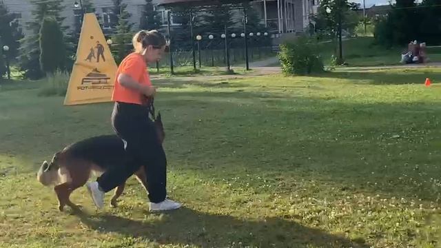 3.  выражено/перв GROSS ERFOLG MAJRA (Fun v. Edelweiss – Gross Erfolg Nubira)