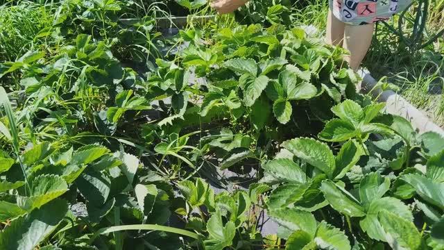 Обрезка усов клубники. Подготовка к посадке. смотреть онлайн