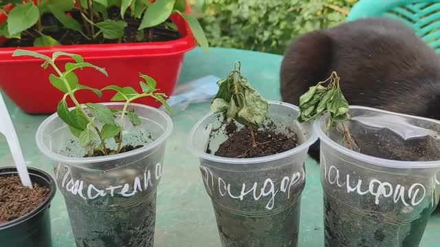 ЭТО ПРОСТО ШОК! САЖЕНЦЫ ГОРТЕНЗИЙ серии PAN от частного продавца и из Питомника гортензий Annabelle