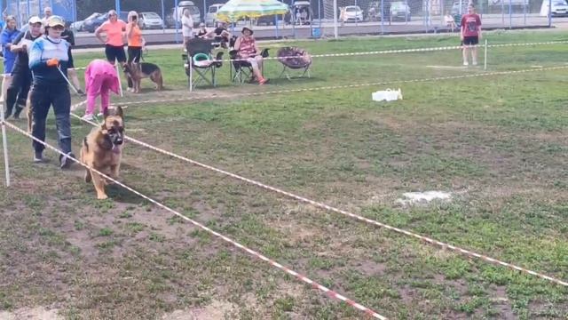 ЮНИОРЫ КОБЕЛИ / КЧК ИРКУТСК 5 июля`25 О.Тимофеева Моно немецких овчарок