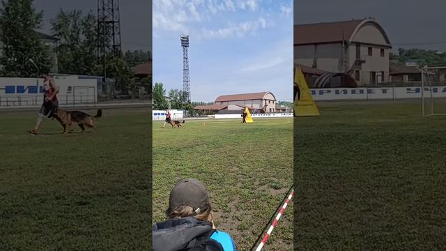 2 Отл. СС Верт Хоф ХОППЕ РЕНИ +++ №10. КЧК ИРКУТСК 5 июля`25 Моно немецких овчарок
