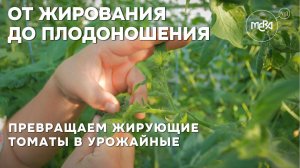 Из жирующих томатов в урожайные за 5 минут