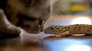 Кот и ящерица. (Эублефар). Знакомство. #сезонконтентаRUTUBE