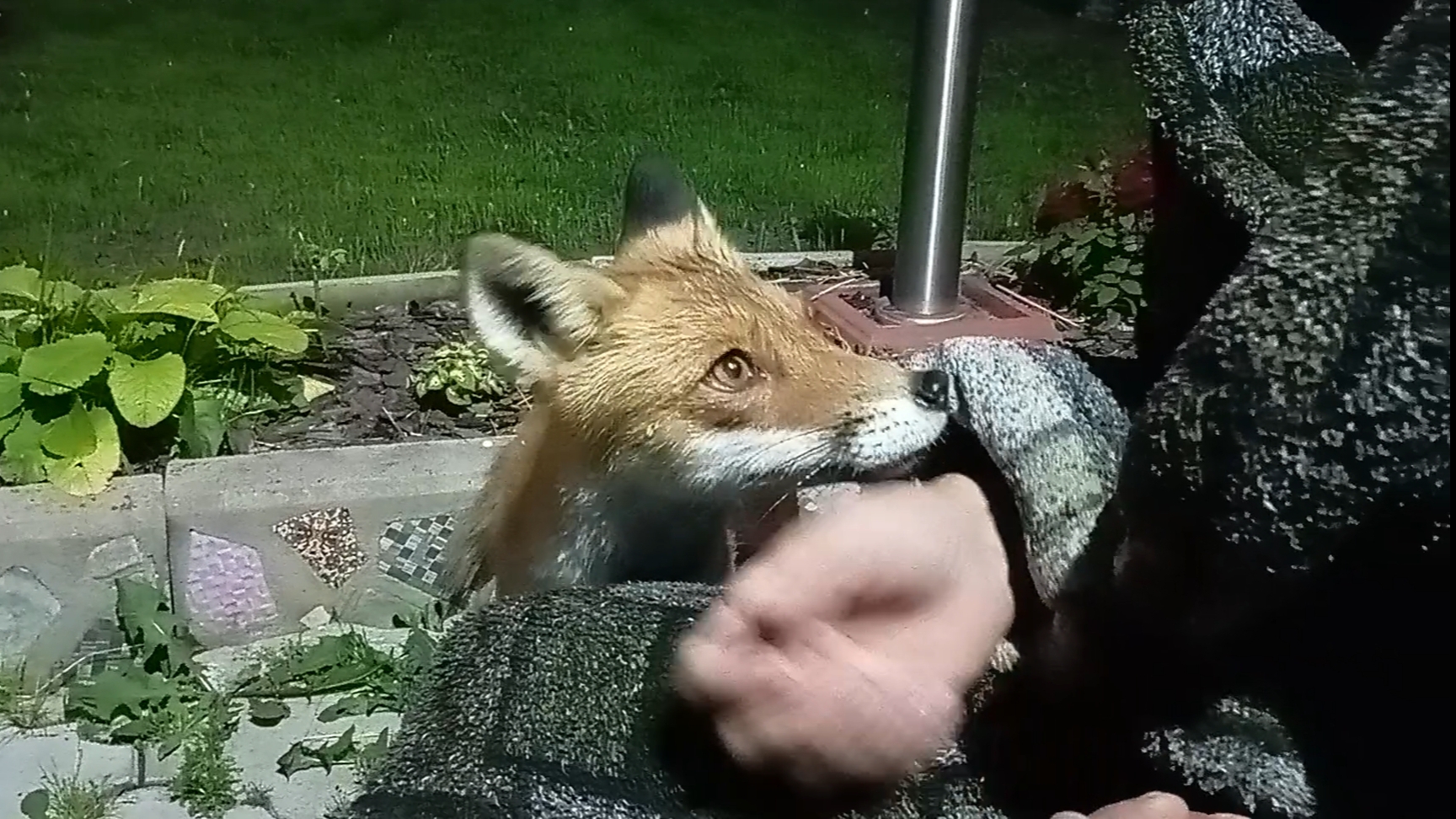 (1066) Лиса приходит в гости. Июль 2025 смотреть онлайн